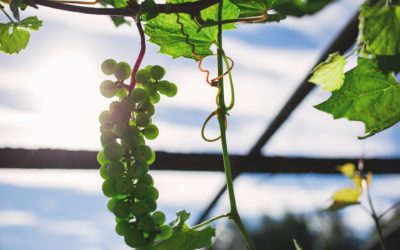 Esoneri contributivi per coltivatori diretti e imprenditori agricoli