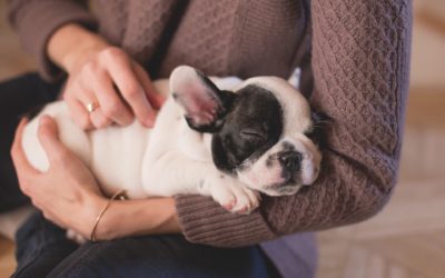 Il cane in ufficio beneficia al padrone e all’azienda. 7 milioni di casi in Italia.